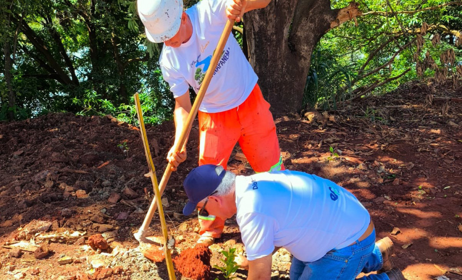 IAT - Plantio Jacarezinho