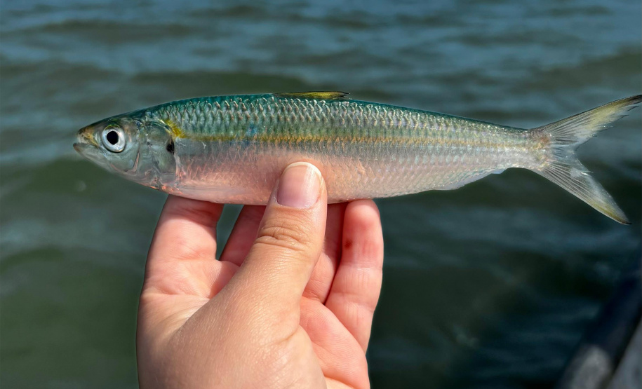 45 mil metros cúbicos de concreto e 5,5 mil toneladas de aço: Ponte de Guaratuba revoluciona a baía