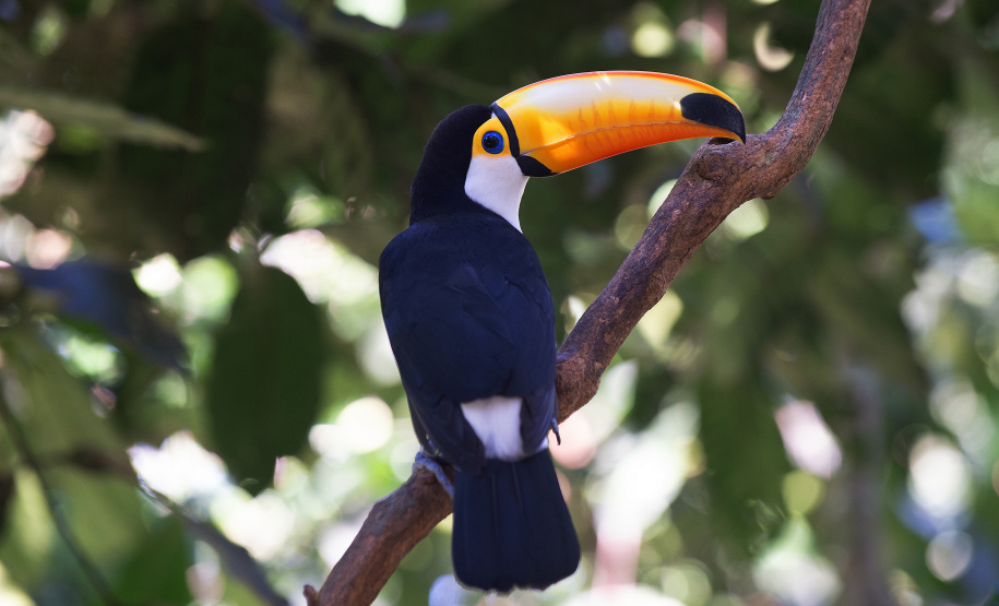 Denis Ferreira Netto/SEDEST