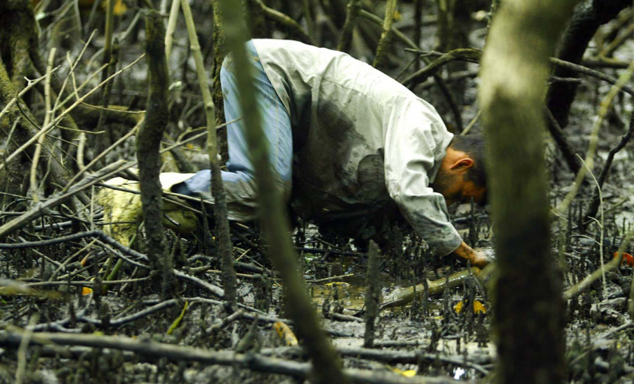 Captura proibida: período de defeso do caranguejo começa neste domingo no Paraná