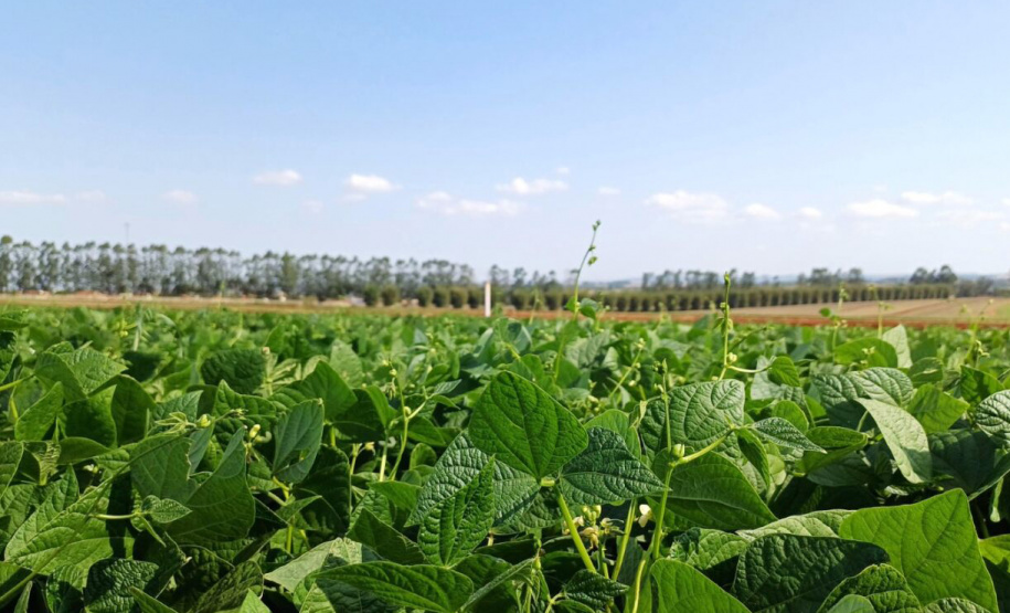 IDR-Paraná lança cultivar de feijão em Ponta Grossa