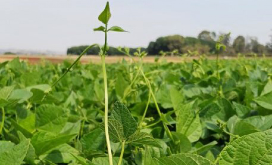IDR-Paraná lança cultivar de feijão em Ponta Grossa