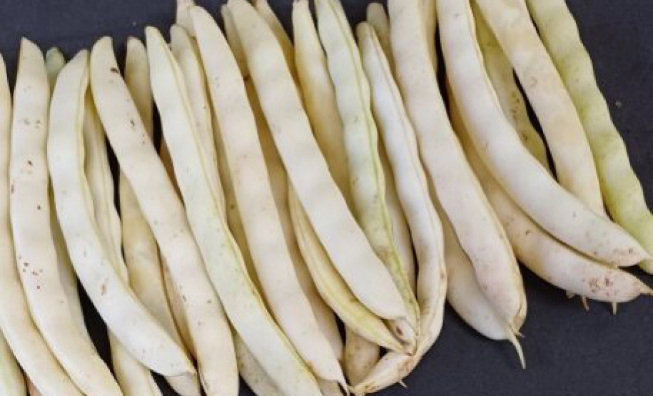 IDR-Paraná lança cultivar de feijão em Ponta Grossa