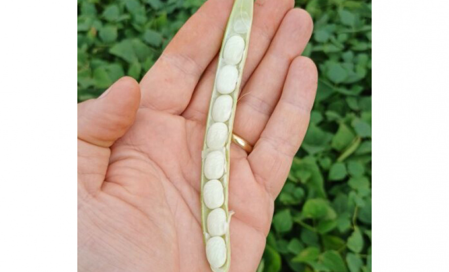 IDR-Paraná lança cultivar de feijão em Ponta Grossa