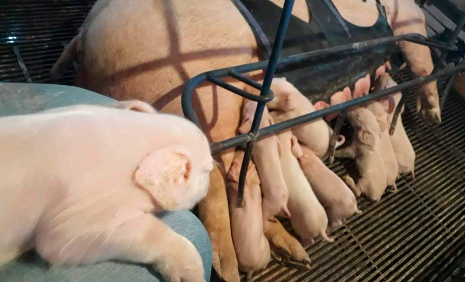 Tecnologia e bem-estar animal: startup paranaense avança na suinocultura com apoio do Anjo Inovador