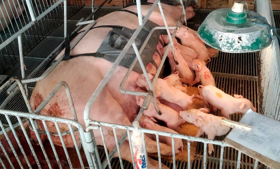 Tecnologia e bem-estar animal: startup paranaense avança na suinocultura com apoio do Anjo Inovador