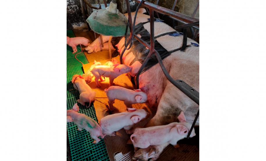 Tecnologia e bem-estar animal: startup paranaense avança na suinocultura com apoio do Anjo Inovador