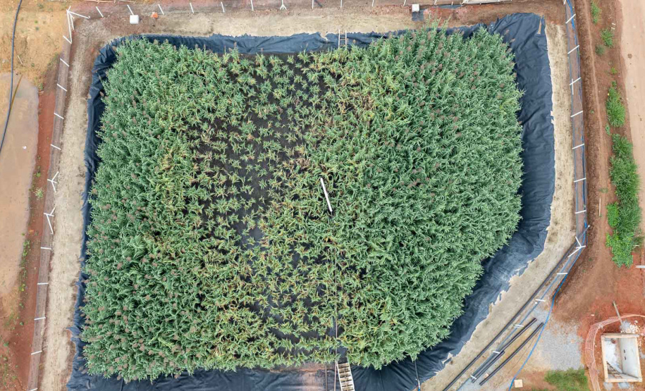 Sanepar usa plantas para criar estação de esgoto lixo zero em Curitiba