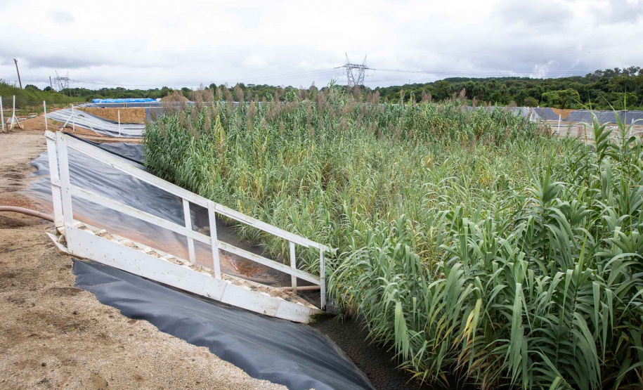 Sanepar usa plantas para criar estação de esgoto lixo zero em Curitiba