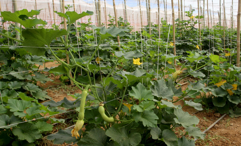 Produção de abobrinha se consolida no Paraná e movimenta mais de R$ 100 milhões