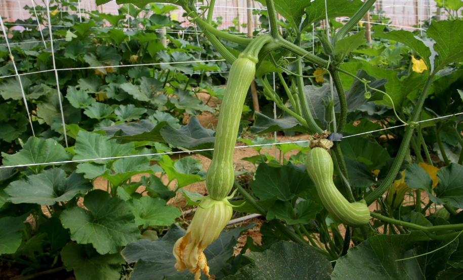 Produção de abobrinha se consolida no Paraná e movimenta mais de R$ 100 milhões