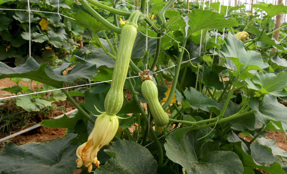 Produção de abobrinha se consolida no Paraná e movimenta mais de R$ 100 milhões