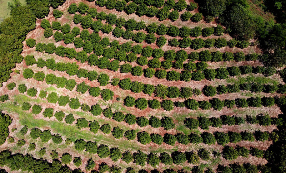 Com quase 40% da merenda ligada à agricultura familiar, Paraná reforça aprendizagem