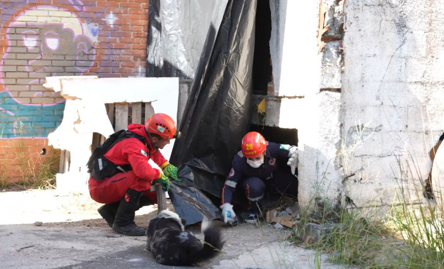 Treinamento reforça papel estratégico dos cães de busca dos bombeiros em resgates