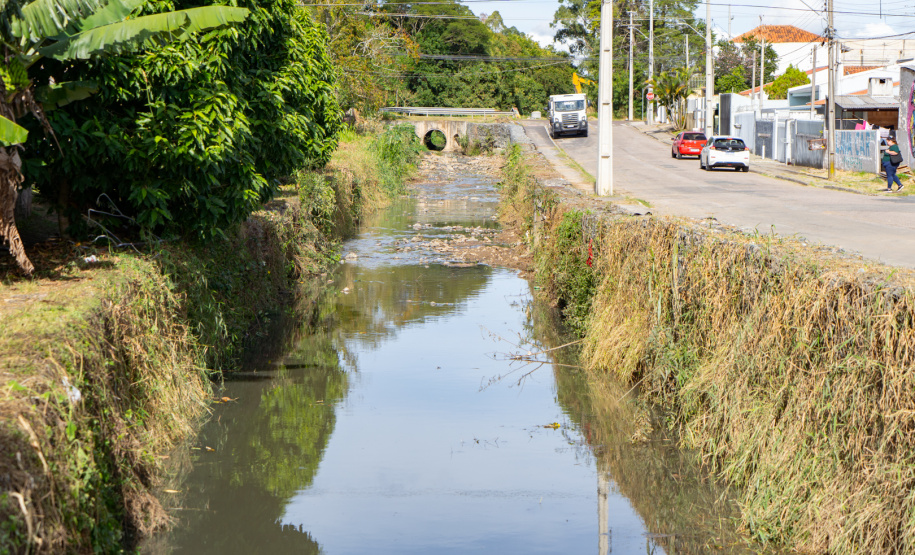 Estudantes plantam cinturão verde em São José dos Pinhais
