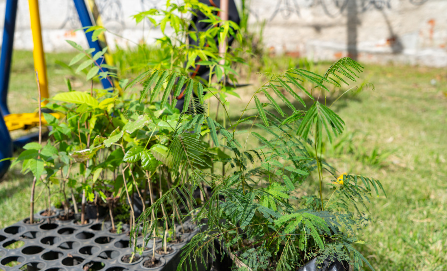 Estudantes plantam cinturão verde em São José dos Pinhais