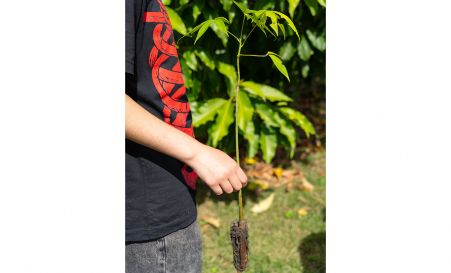 Estudantes plantam cinturão verde em São José dos Pinhais