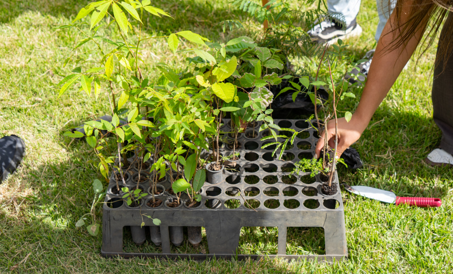 Estudantes plantam cinturão verde em São José dos Pinhais