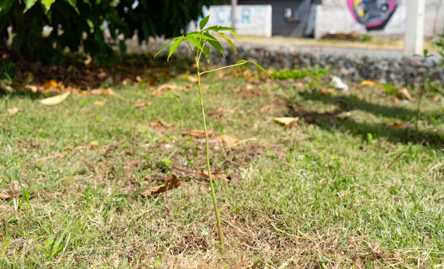 Estudantes plantam cinturão verde em São José dos Pinhais