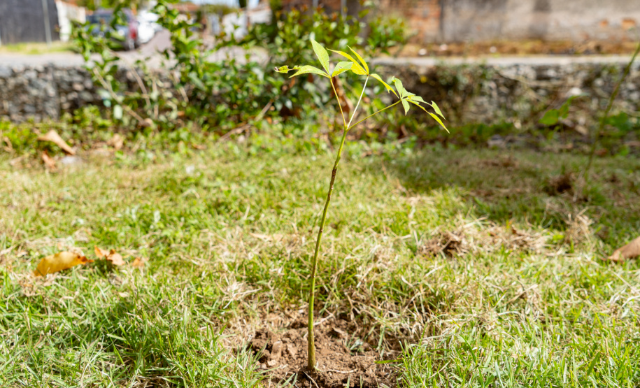Estudantes plantam cinturão verde em São José dos Pinhais
