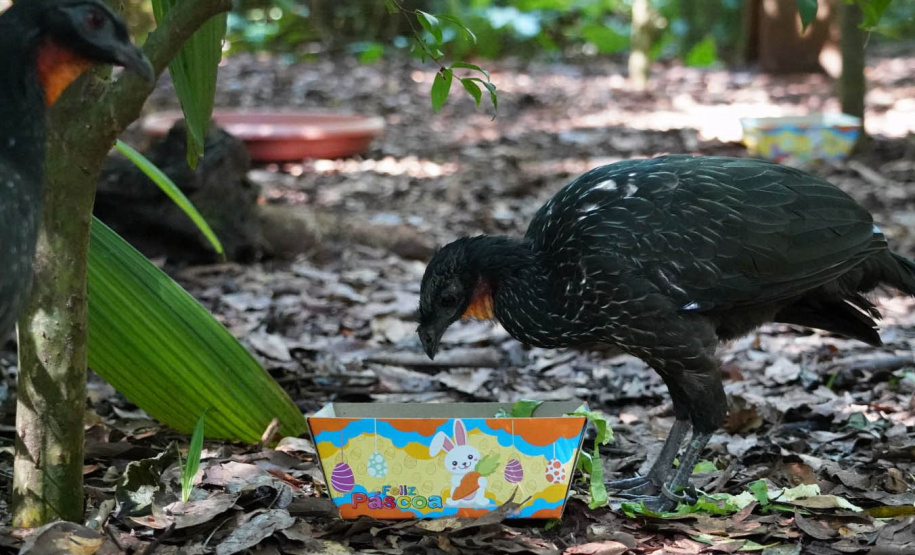 Páscoa é oportunidade de fazer turismo e conhecer atrativos ao redor do Paraná; confira dicas