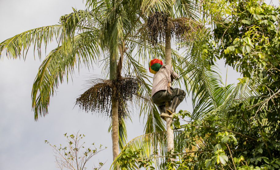 Fwd: Sugestão matéria | Açaí juçara vira oportunidade de renda para comunidades caiçaras