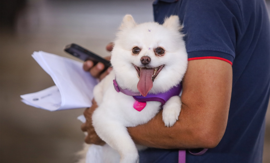 Estado prorroga o prazo para inscrição de OSCs no Conselho de Direitos Animais