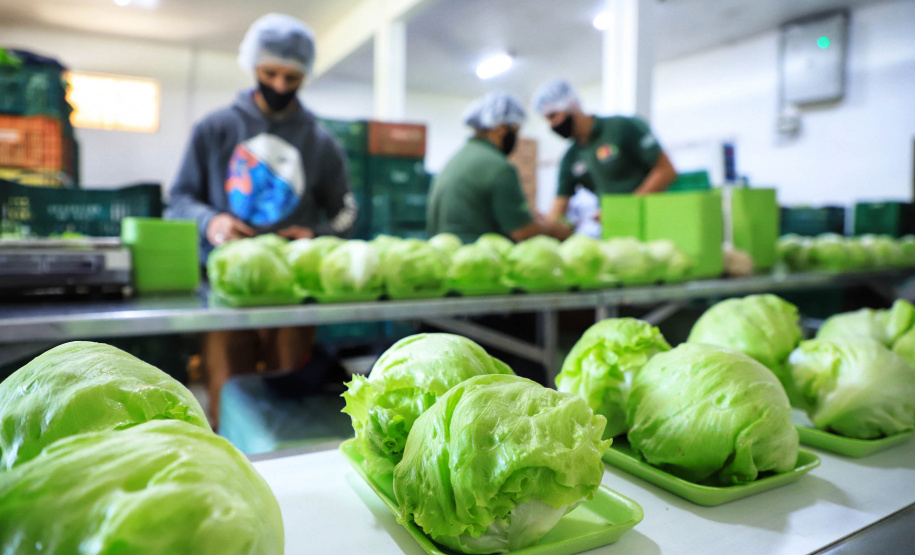 Com quase 40% da merenda ligada à agricultura familiar, Paraná reforça aprendizagem