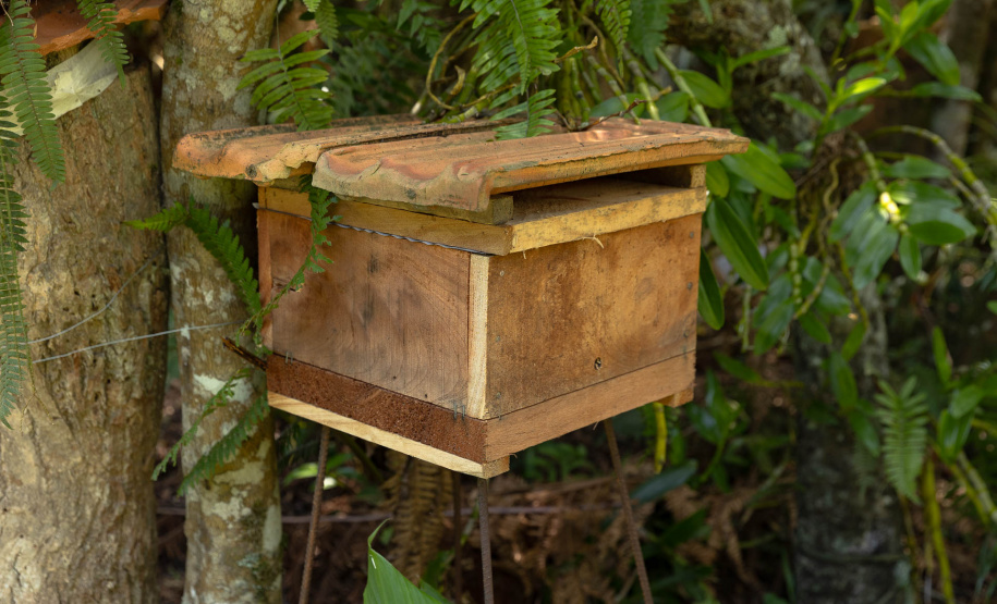 Sanepar resgata mais de 70 colmeias de abelhas nativas no Reservatório Miringuava