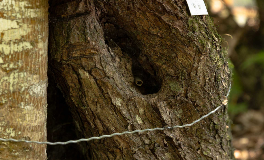 Sanepar resgata mais de 70 colmeias de abelhas nativas no Reservatório Miringuava