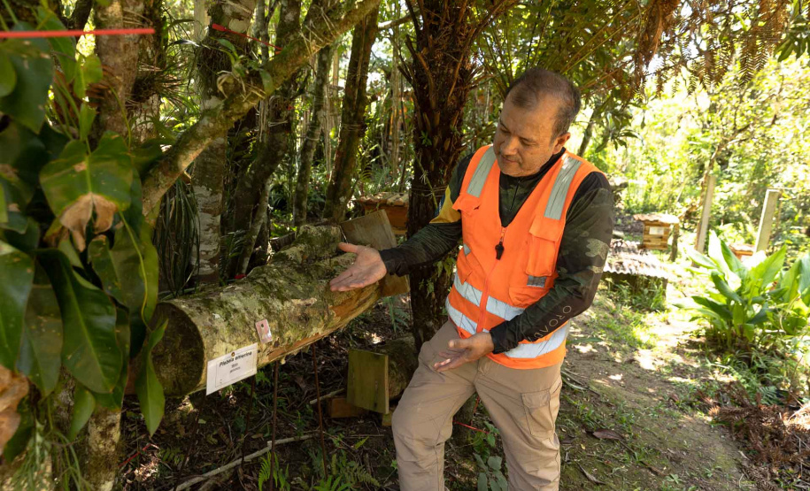Sanepar resgata mais de 70 colmeias de abelhas nativas no Reservatório Miringuava