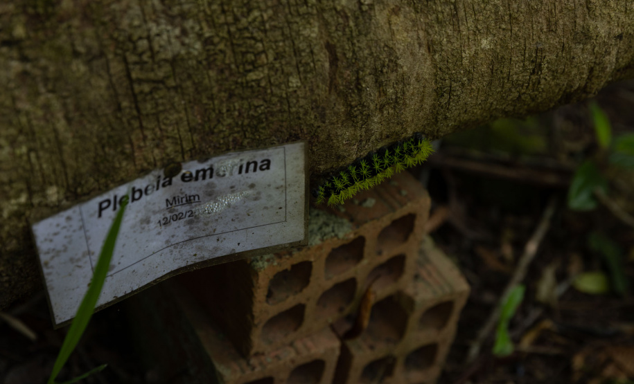 Sanepar resgata mais de 70 colmeias de abelhas nativas no Reservatório Miringuava
