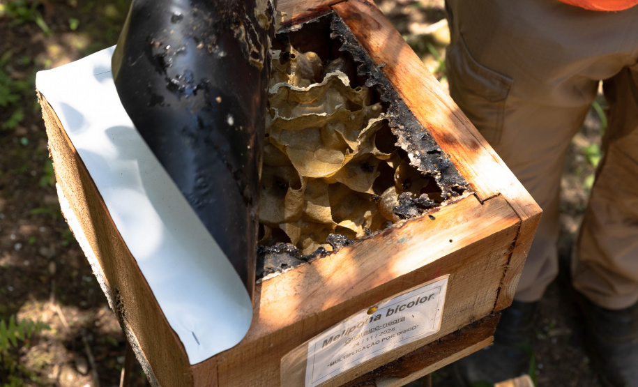 Sanepar resgata mais de 70 colmeias de abelhas nativas no Reservatório Miringuava