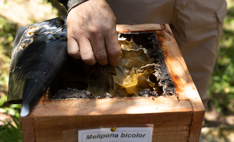 Sanepar resgata mais de 70 colmeias de abelhas nativas no Reservatório Miringuava