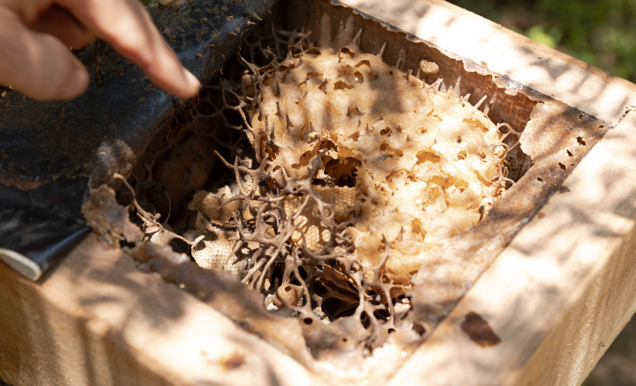 Sanepar resgata mais de 70 colmeias de abelhas nativas no Reservatório Miringuava
