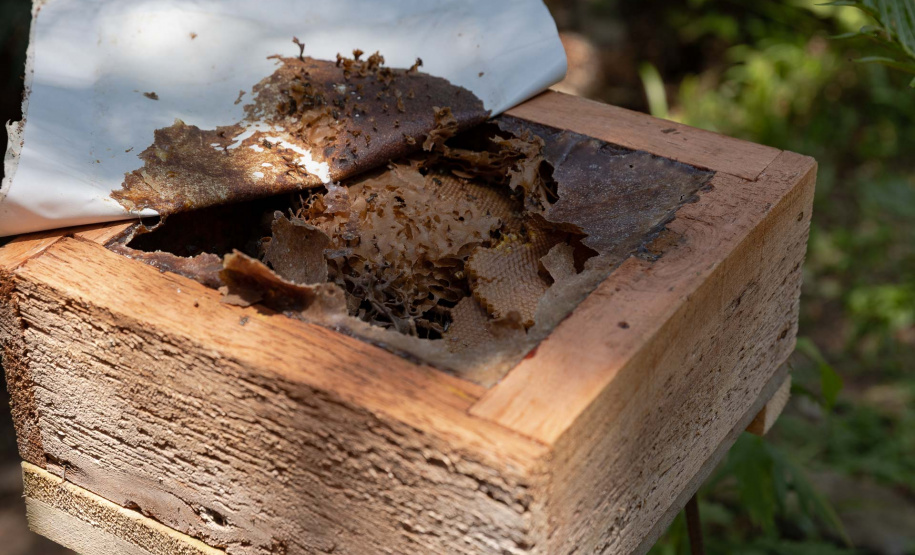 Sanepar resgata mais de 70 colmeias de abelhas nativas no Reservatório Miringuava