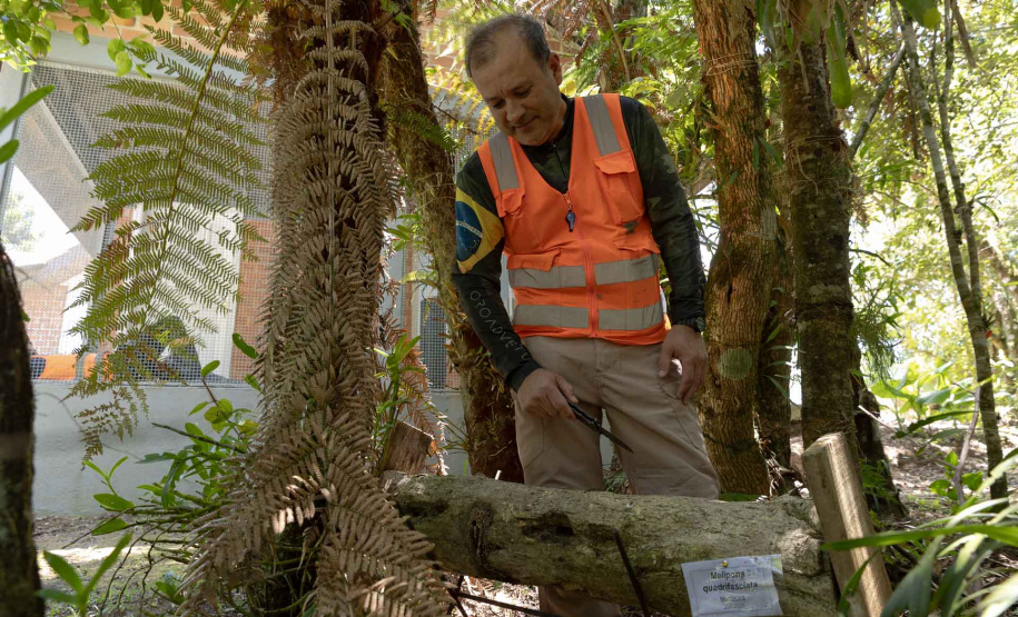 Sanepar resgata mais de 70 colmeias de abelhas nativas no Reservatório Miringuava