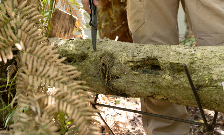 Sanepar resgata mais de 70 colmeias de abelhas nativas no Reservatório Miringuava