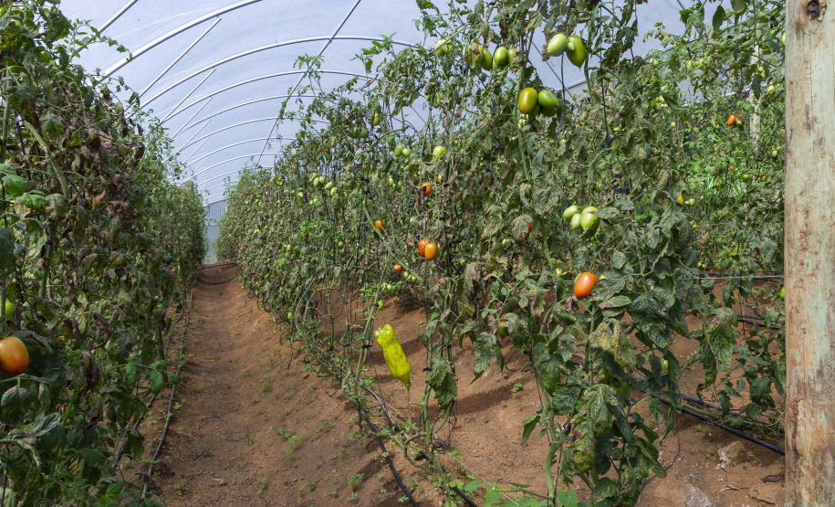 Tecpar apoia Paraná na liderança nacional de produtores rurais com certificação de orgânicos
