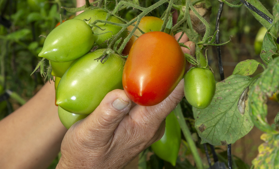 Tecpar apoia Paraná na liderança nacional de produtores rurais com certificação de orgânicos