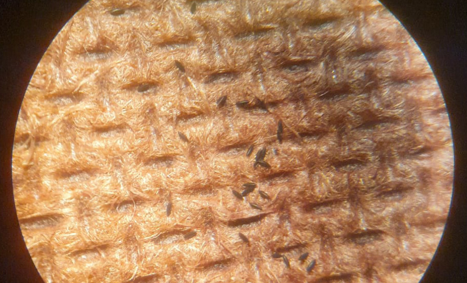 SESA - Paraná conta com auxílio de monitoramento estratégico no combate às arboviroses