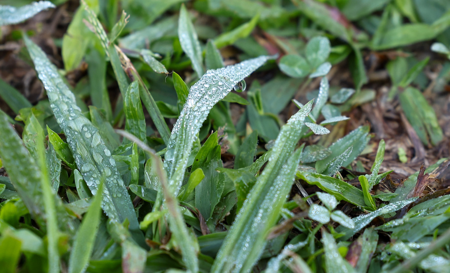 FRIO