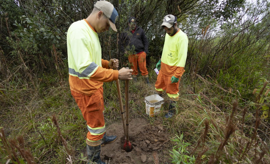 Sanepar já plantou 250 mil árvores nativas no entorno do Reservatório Miringuava