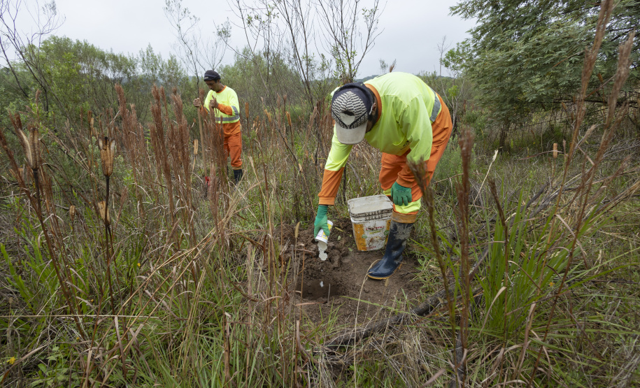 Sanepar já plantou 250 mil árvores nativas no entorno do Reservatório Miringuava
