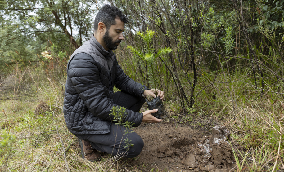Sanepar já plantou 250 mil árvores nativas no entorno do Reservatório Miringuava