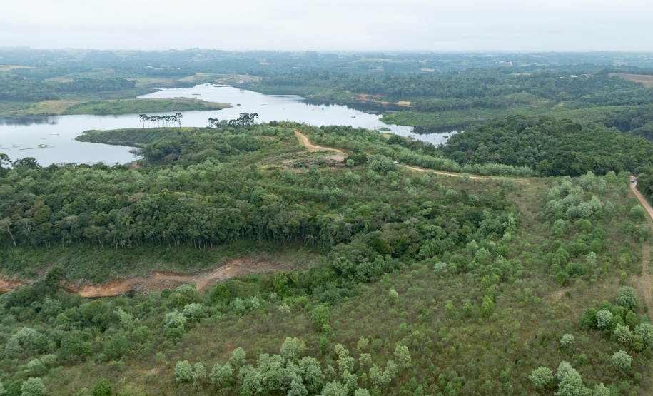 Sanepar já plantou 250 mil árvores nativas no entorno do Reservatório Miringuava