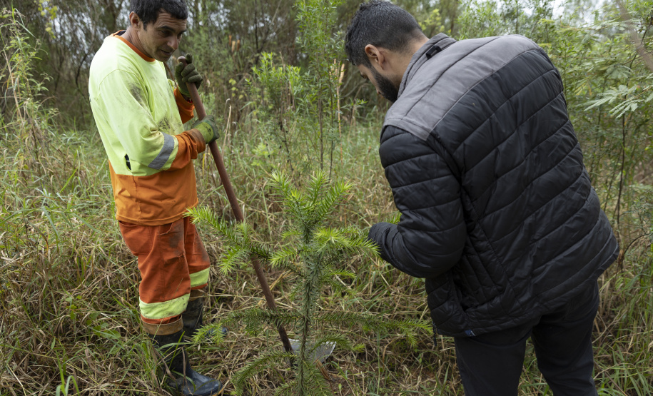 Sanepar já plantou 250 mil árvores nativas no entorno do Reservatório Miringuava