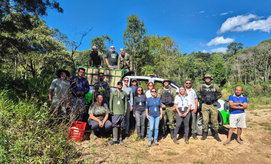 IAT - Soltura anta