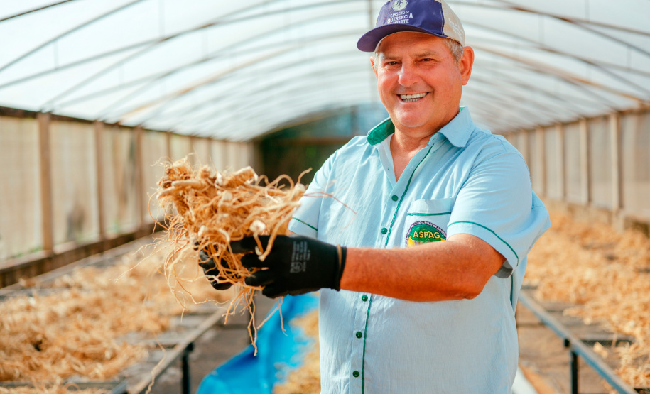 Das margens do rio Paraná ao mercado global: ginseng de Querência do Norte conquista IG