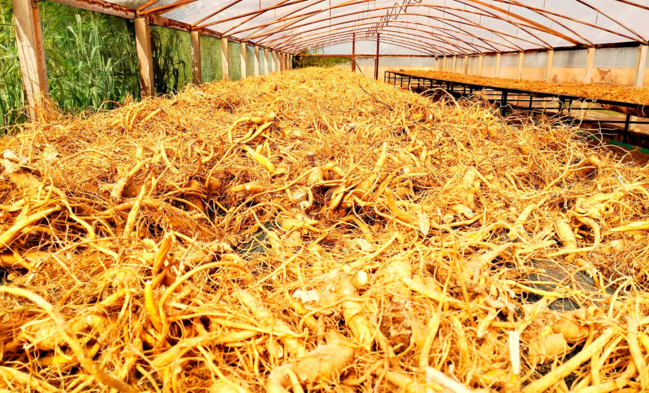 Das margens do rio Paraná ao mercado global: ginseng de Querência do Norte conquista IG